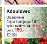 Kdoulovec - UNI HOBBY akcniletaky.com