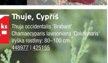 Thuje, Cypřiš - UNI HOBBY akcniletaky.com