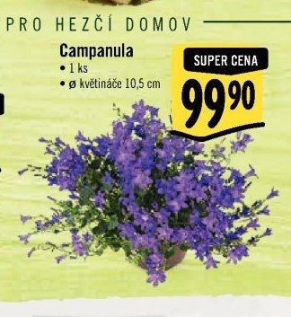 Campanula