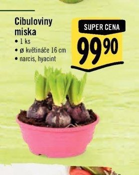 Cibuloviny miska