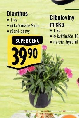 Dianthus