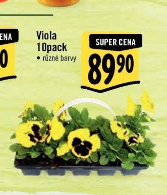 Viola 10pack