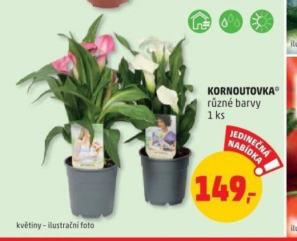 KORNOUTOVKA