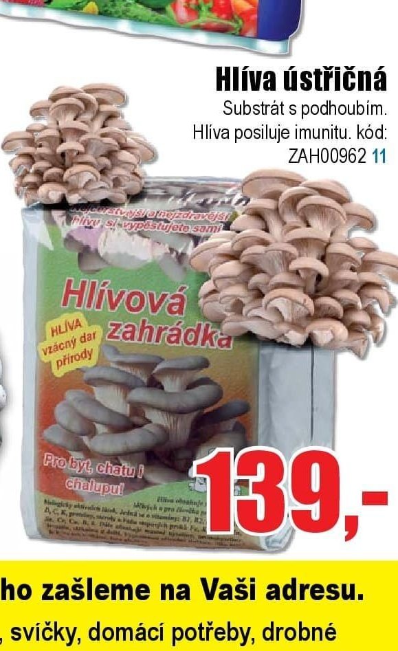 Hlíva ústřičná