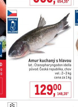 Amur kuchaný s hlavou