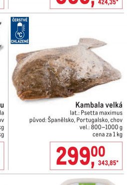 Kambala velká