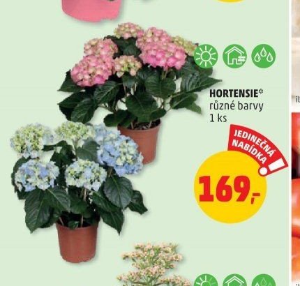 HORTENSIE