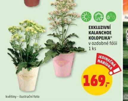 EXKLUZIVNÍ KALANCHOE KOLOPEJKA