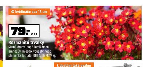 Rozmanité trvalky