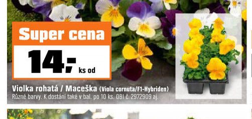 Viola rohatá / Maceška (Viola cornuta/F1-Hybriden)