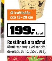 Rostlinná aranžmá