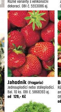Jahodník (Fragaria)