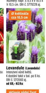 Levandule (Lavandula)