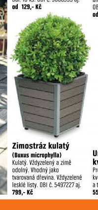 Zimostráz kulatý (Buxus microphylla)