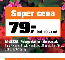 Muškát (Pelargonium peltatum/zonale)