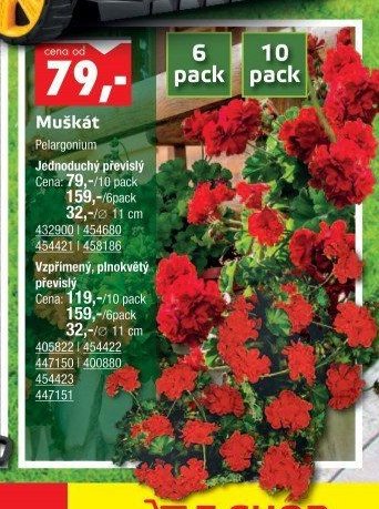 Muškát Pelargonium