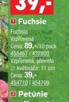 Fuchsie