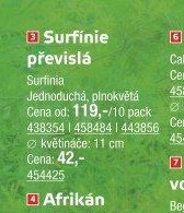 Surfinie převislá