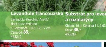 Levandule francouzská - UNI HOBBY akcniletaky.com