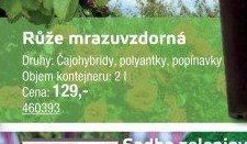 Růže mrazuvzdorná - UNI HOBBY akcniletaky.com