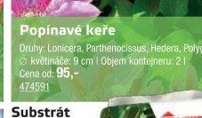 Popínavé keře - UNI HOBBY akcniletaky.com