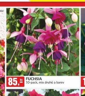 Fuchsia 10-pack, mix druhů a barev