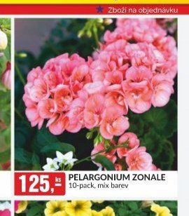 Pelargonium zonale 10-pack, mix barev