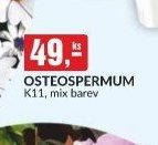 OSTEOSPERMUM - bauMax akcniletaky.com