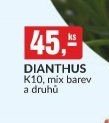 DIANTHUS - bauMax akcniletaky.com