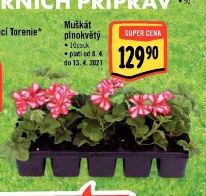 Muškát plnokvětý