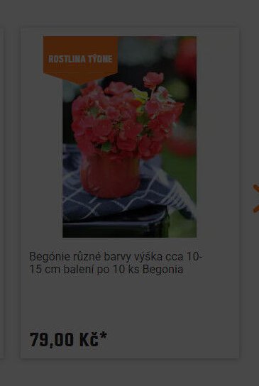 Begónie různé barvy výška cca 10-15 cm balení po 10 ks Begonia - OBI akcniletaky.com
