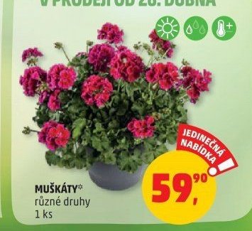 MUŠKÁTY různé druhy