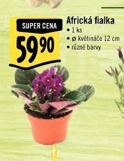 Africká fialka