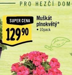 Muškát plnokvětý*