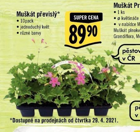 Muškát převislý