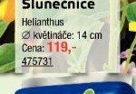 Slunečnice - UNI HOBBY akcniletaky.com