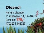 Oleandr - UNI HOBBY akcniletaky.com