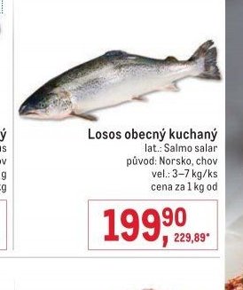 Losos obecný kuchaný