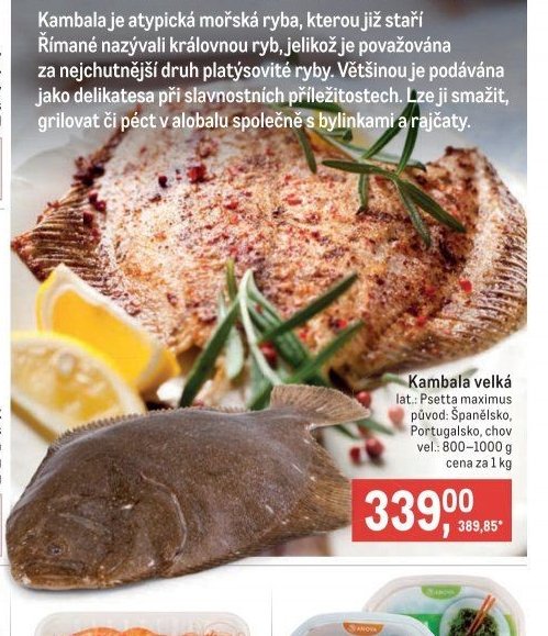 Kambala velká