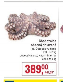 Chobotnice obecná chlazená
