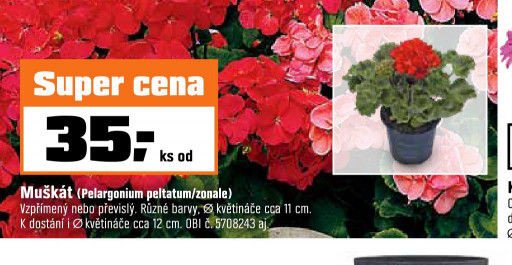 Muškát (Pelargonium peltatum/zonale)