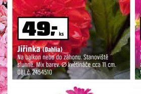 Jiřinka (Dahlia)