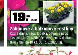 Záhonové a balkonové rostliny