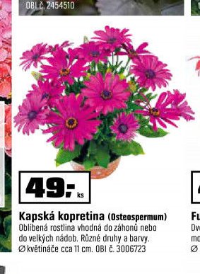 Kapská kopretina (Osteospermum)