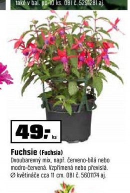 Fuchsie (Fuchsia)