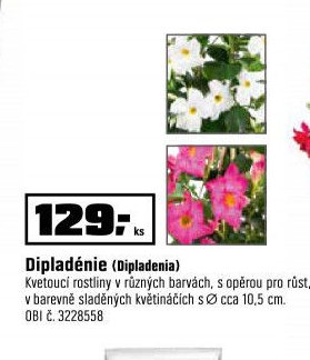 Dipladénie (Dipladenia)