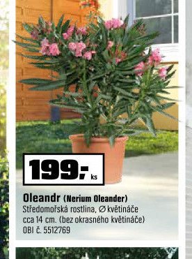 Oleandr (Nerium Oleander)