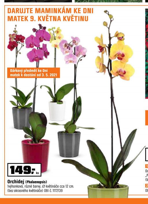 Orchidej (Phalaenopsis)