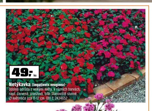 Netýkavka (Impatiens neuginea)