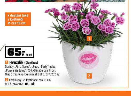 Hvozdík (Dianthus)